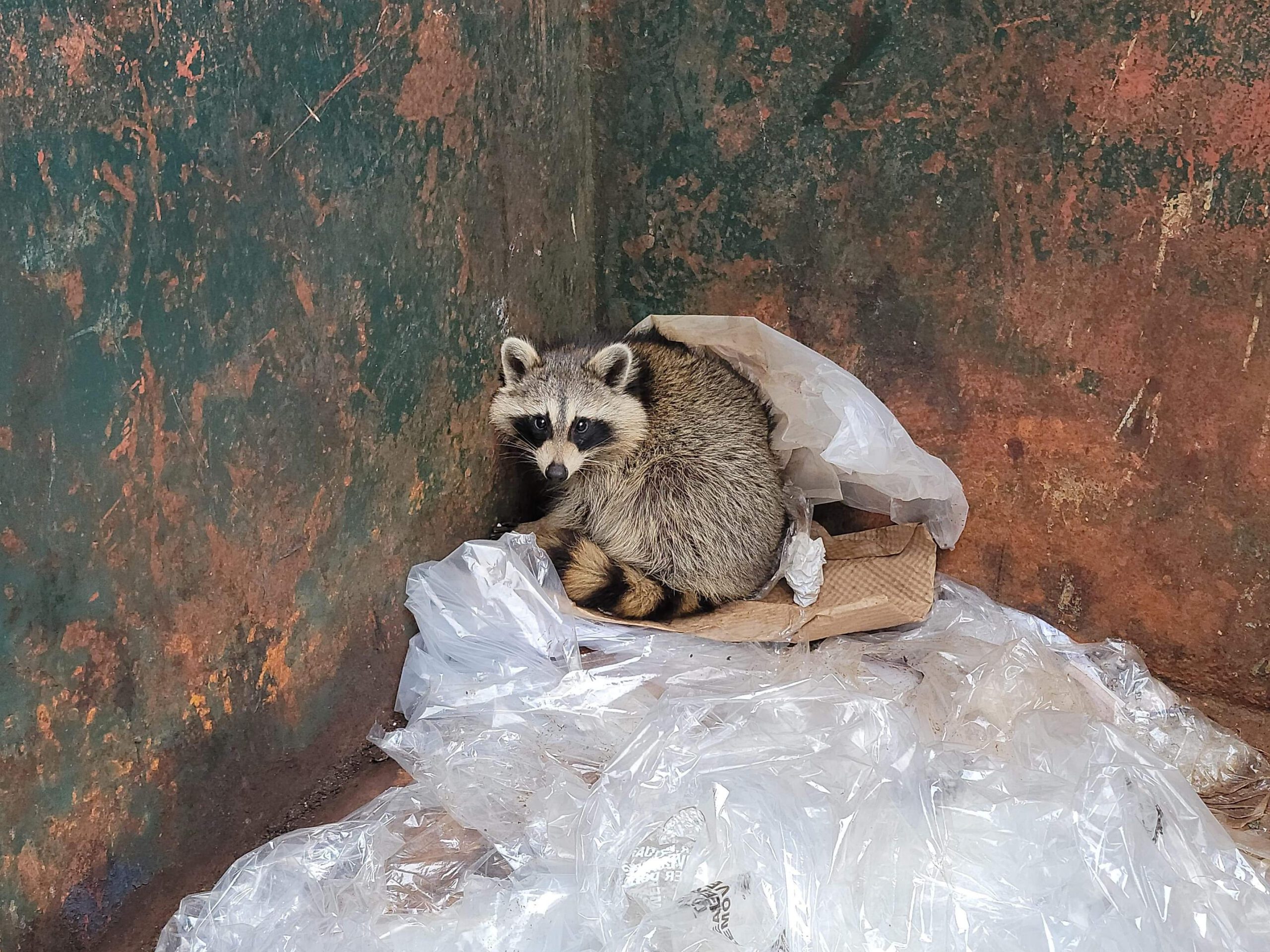 What should you do to prevent a pest infestation of an outdoor dumpster?